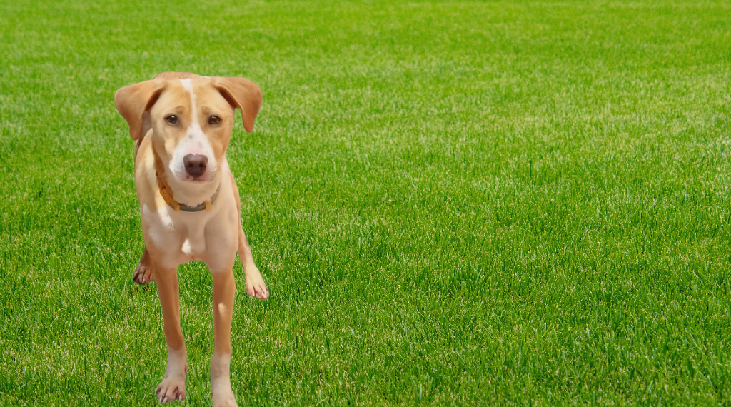 adopcion-responsable-con-ambar.alt