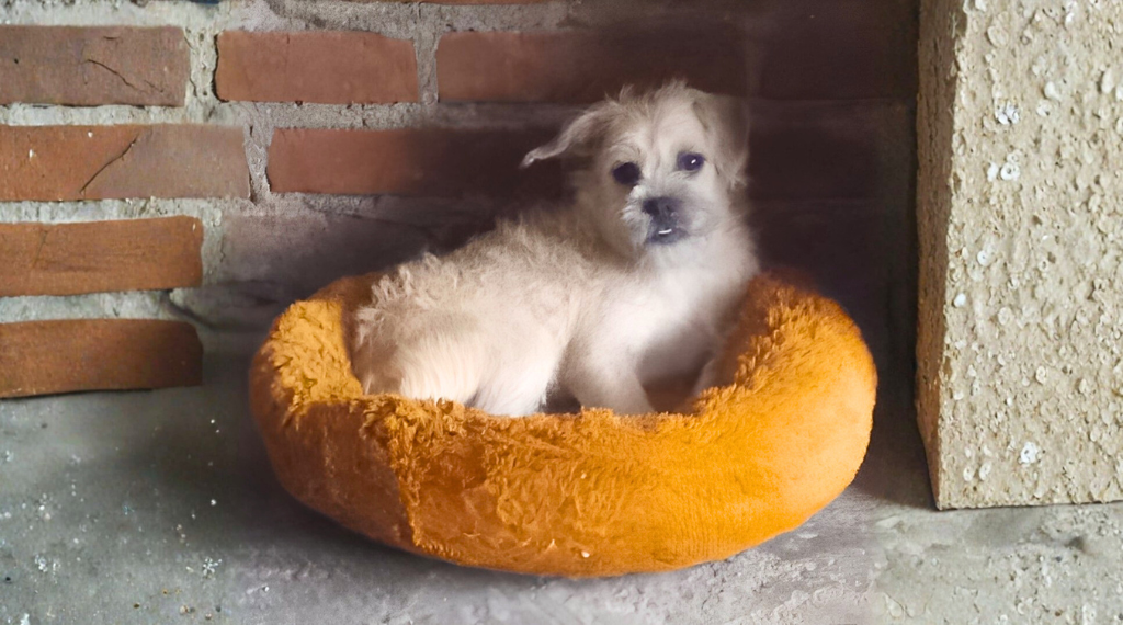 adopcion-responsable.alt