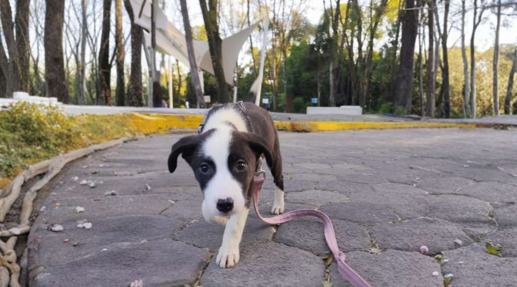 luky-perrito-en-adopción.alt