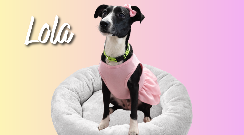 lola-perrita-en-adopcion.alt