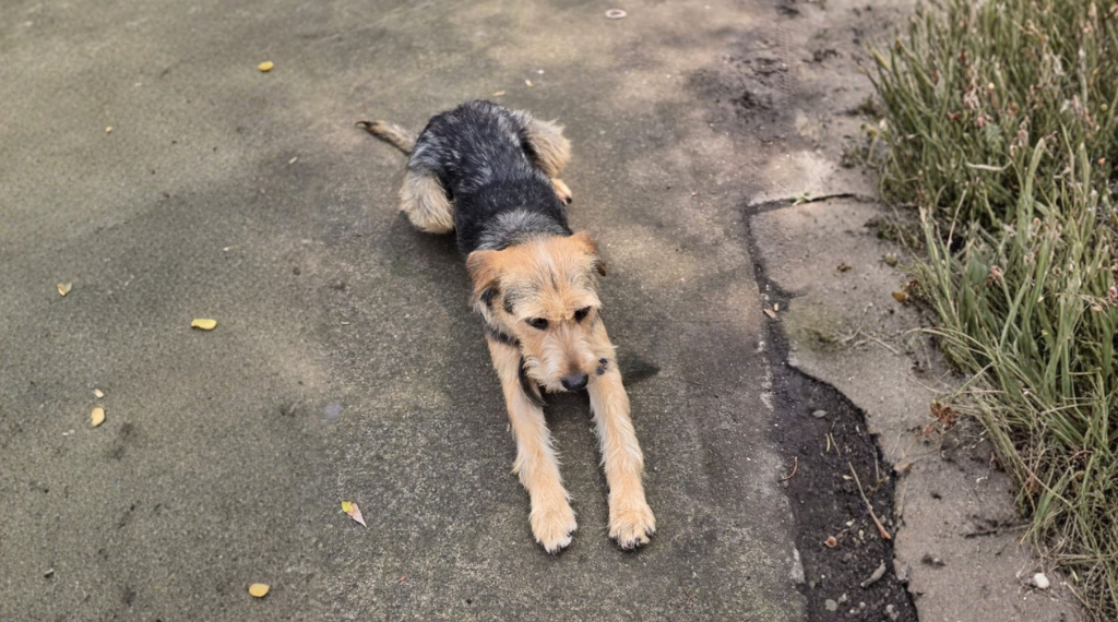 huellitas-de-brisa-adopcion.alt