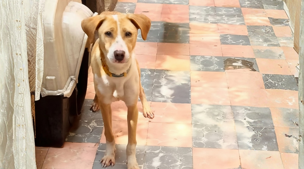 ambar-adopata-un-perro.alt