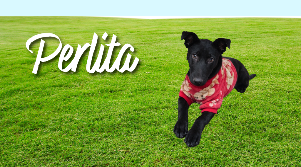 perlita-perra-en-adopcion-responsable.alt