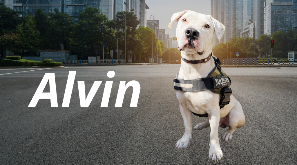 alvin-un-perrito-muy-valiente-en-adopcion.alt