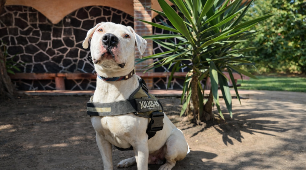 alvin-perro-pitbull-en-adopcion-responsable.alt