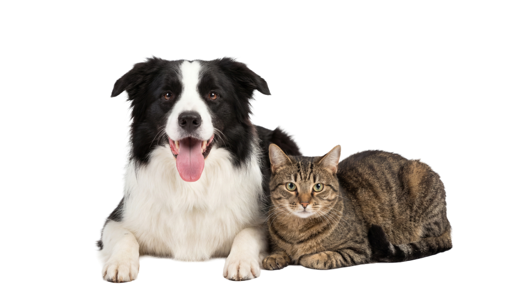 adopta-no-compres.alt