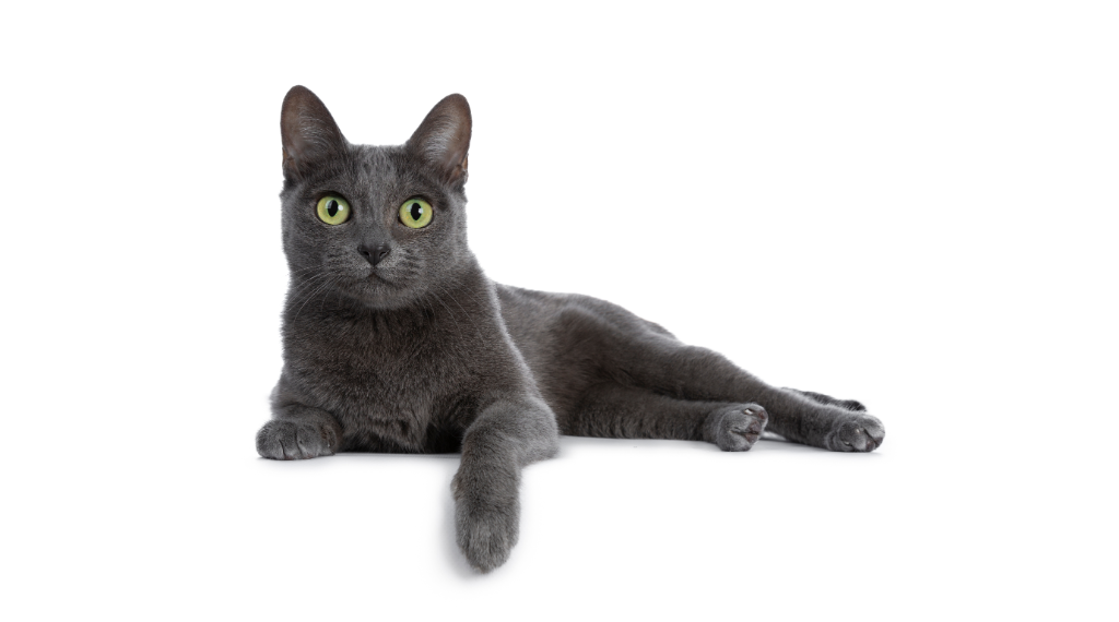 adopta-un-gato.alt