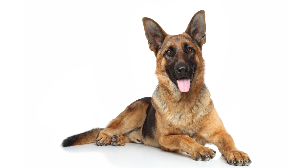 un-perro-a-tu-medida.alt